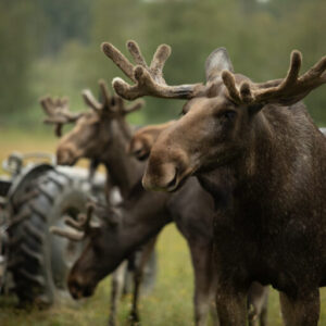 Gårdsjö Älgpark med Lilla Bandet tisdagen 5 maj